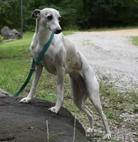 We have newborns!, a male Whippet for sale in Kingston, OK – Photo 3 of 6