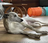 We have newborns!, a male Whippet for sale in Kingston, OK – Photo 1 of 6