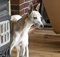 We have newborns!, a male Whippet for sale in Kingston, OK – Photo 5 of 6