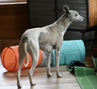 We have newborns!, a male Whippet for sale in Kingston, OK – Photo 2 of 6