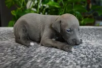 Blizzy, a male Italian Greyhound for sale in Kingston, OK – 7 of 10