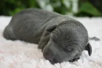 Bella, a female Italian Greyhound for sale in Kingston, OK – 3 of 5