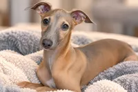 Jersey, a male Italian Greyhound for sale in Kingston, OK – 2 of 9