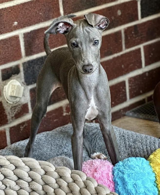 Maynard – Italian Greyhound puppy for sale in Kingston, OK