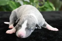 Kora, a female Whippet for sale in Kingston, OK – 3 of 6