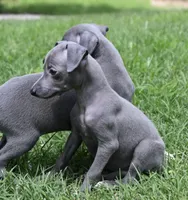 Millie, a female Italian Greyhound for sale in Kingston, OK – 4 of 10