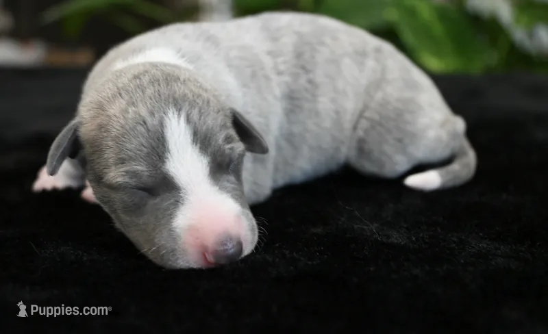 Kora – Whippet puppy for sale in Kingston, OK