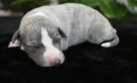 Kora, a female Whippet for sale in Kingston, OK – 1 of 6