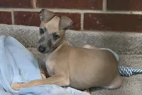 Bennett, a male Italian Greyhound for sale in Kingston, OK – 8 of 10