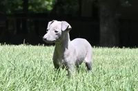 Hailie, a female Italian Greyhound for sale in Kingston, OK – 9 of 10