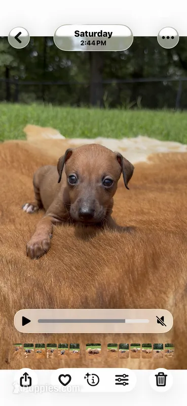 Nimbus – Italian Greyhound puppy for sale in Kingston, OK
