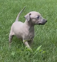 Jaxx, a male Italian Greyhound for sale in Kingston, OK – 3 of 10
