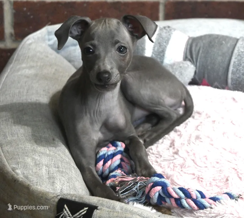 Misa – Italian Greyhound puppy for sale in Kingston, OK