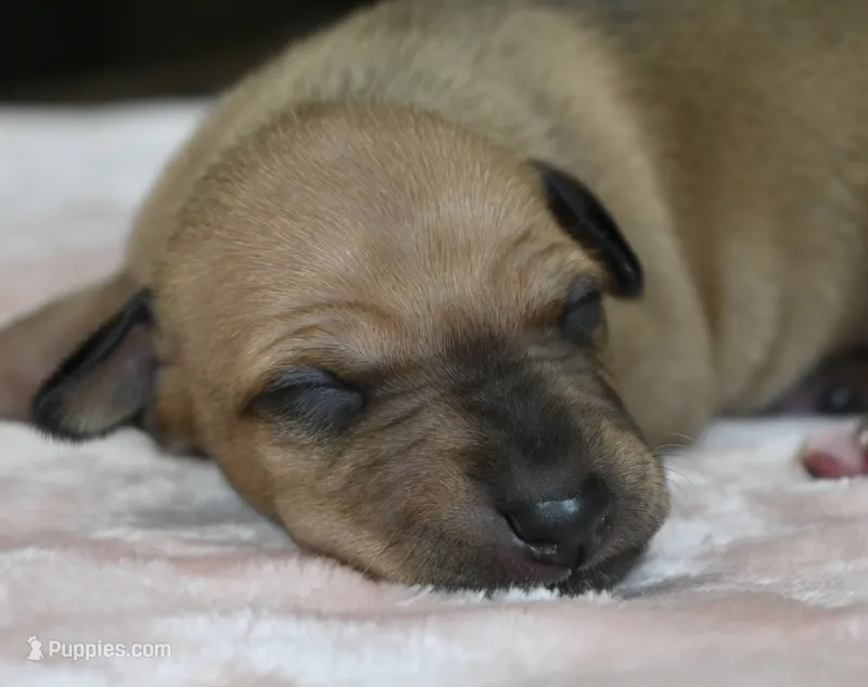 Sandi – Italian Greyhound puppy for sale in Kingston, OK