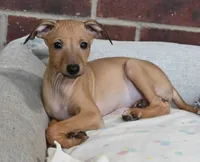 Driz, a female Italian Greyhound for sale in Kingston, OK – 3 of 10