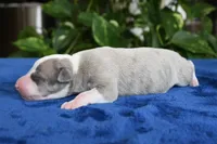 Gilbert, a male Whippet for sale in Kingston, OK – 4 of 5