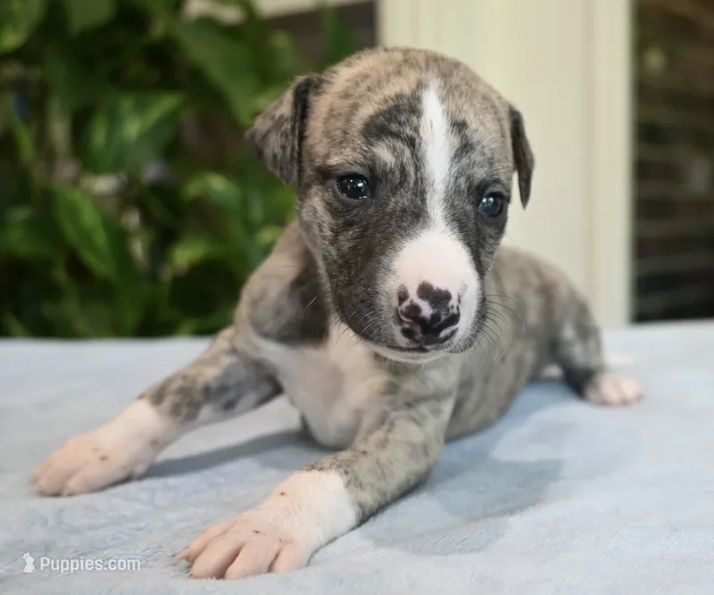 Kenny – Whippet puppy for sale in Kingston, OK