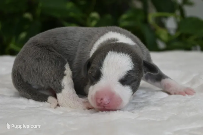 Starla – Whippet puppy for sale in Kingston, OK