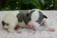 Kiwi, a female Whippet for sale in Kingston, OK – 2 of 7