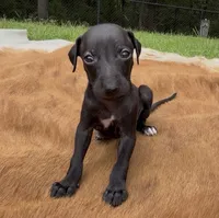 Skylar, a male Italian Greyhound for sale in Kingston, OK – 3 of 10