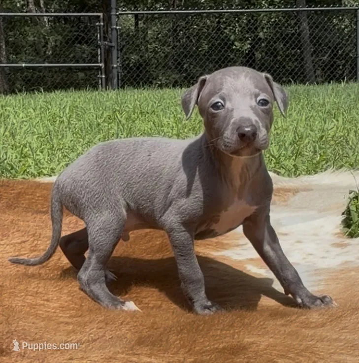 Quill – Italian Greyhound puppy for sale in Kingston, OK