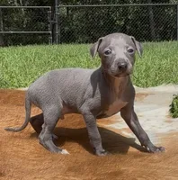 Quill, a male Italian Greyhound for sale in Kingston, OK – 1 of 10