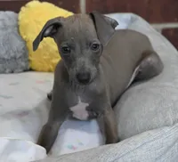 Blizzy, a male Italian Greyhound for sale in Kingston, OK – 1 of 10