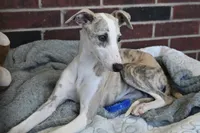 Leo, a male Whippet for sale in Kingston, OK – Photo 2 of 10