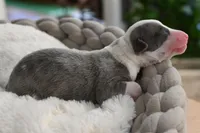 Leo, a male Whippet for sale in Kingston, OK – Photo 10 of 10