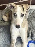 Leo, a male Whippet for sale in Kingston, OK – Photo 1 of 10
