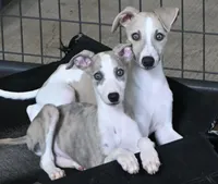 Leo, a male Whippet for sale in Kingston, OK – Photo 6 of 10