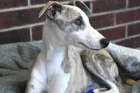 Leo, a male Whippet for sale in Kingston, OK – Photo 4 of 10