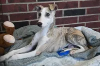 Leo, a male Whippet for sale in Kingston, OK – Photo 5 of 10