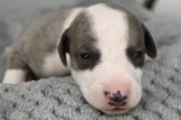 Leo, a male Whippet for sale in Kingston, OK – Photo 9 of 10