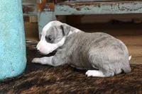 Leo, a male Whippet for sale in Kingston, OK – Photo 8 of 10