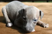 Jersey, a male Italian Greyhound for sale in Kingston, OK – 7 of 10