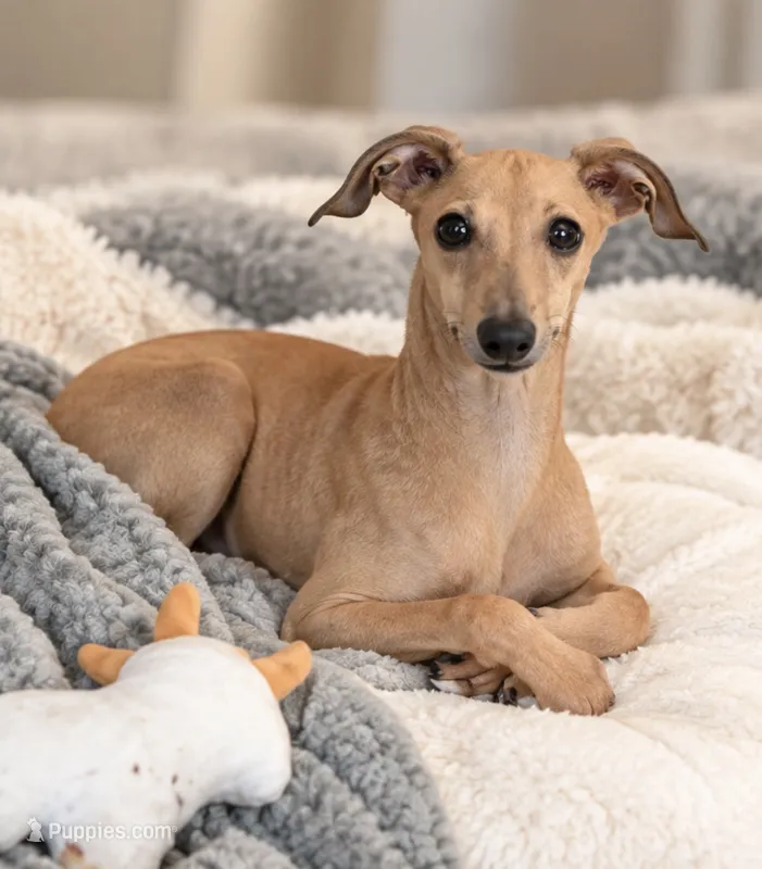 Driz – Italian Greyhound puppy for sale in Kingston, OK