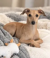 Driz, a female Italian Greyhound for sale in Kingston, OK – 2 of 10