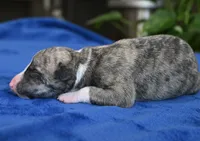 Kenny, a male Whippet for sale in Kingston, OK – 5 of 5