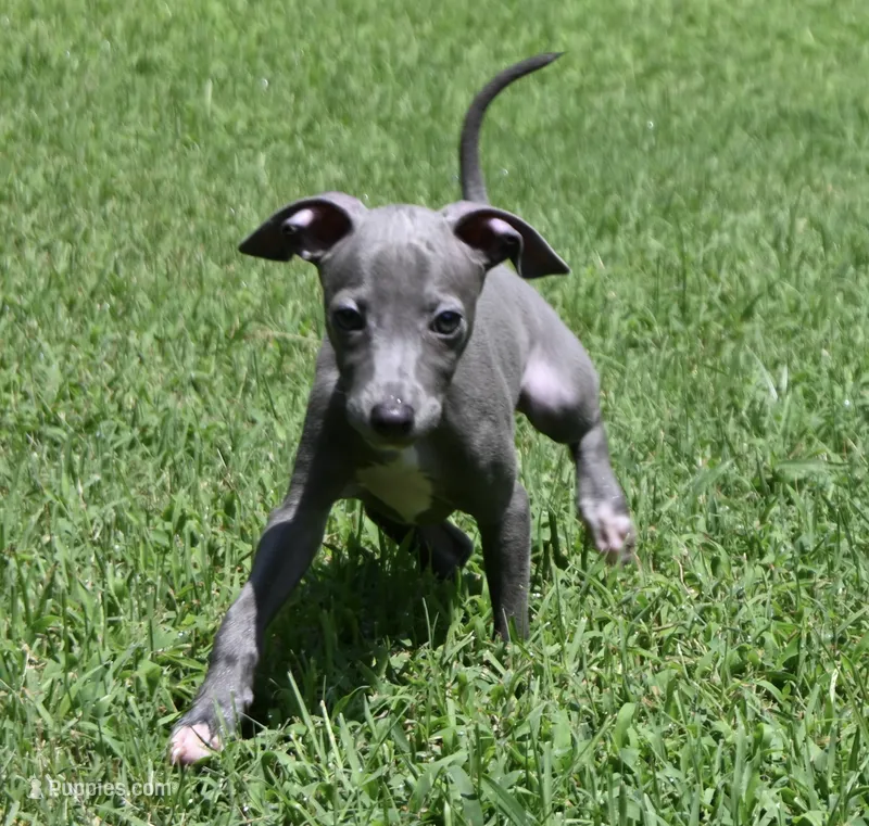 Quill – Italian Greyhound puppy for sale in Kingston, OK