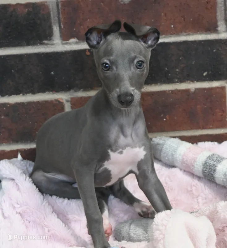 Maple – Italian Greyhound puppy for sale in Kingston, OK