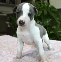 Kiwi, a female Whippet for sale in Kingston, OK – 9 of 10