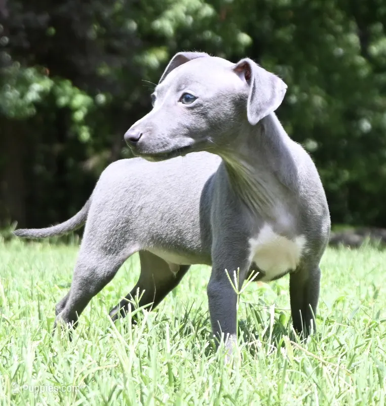 Quartz – Italian Greyhound puppy for sale in Kingston, OK