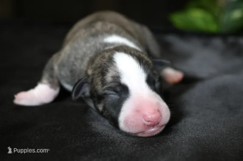 Girlie – Whippet puppy for sale in Kingston, OK