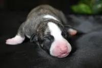 Girlie, a female Whippet for sale in Kingston, OK – 1 of 5