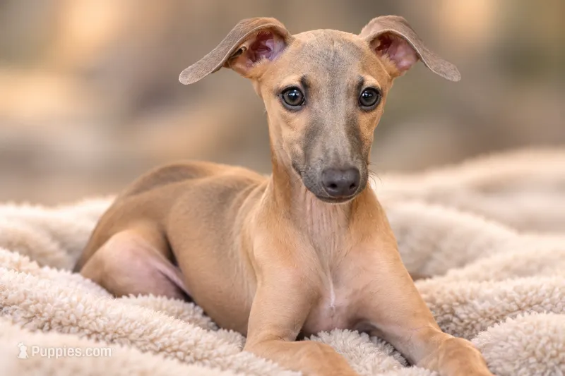 Jasper – Italian Greyhound puppy for sale in Kingston, OK