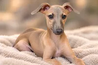 Jasper, a male Italian Greyhound for sale in Kingston, OK – 1 of 10