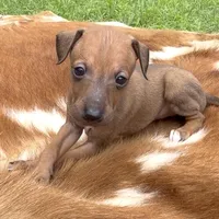 Stormy, a female Italian Greyhound for sale in Kingston, OK – 4 of 10