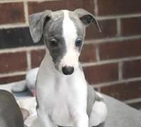 Kiwi, a female Whippet for sale in Kingston, OK – 5 of 10