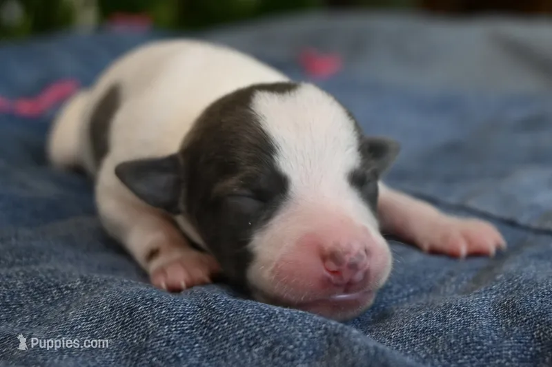 Sabrina – Whippet puppy for sale in Kingston, OK